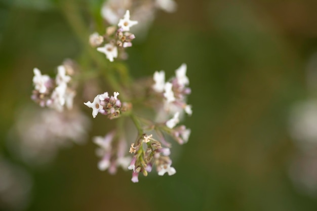 白いカラフルな自然の庭の花の芸術の装飾