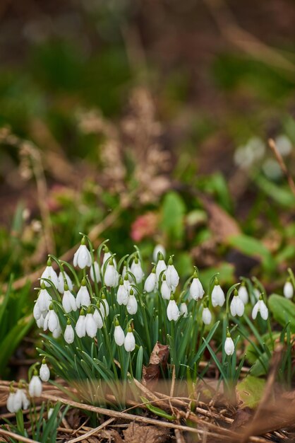 Foto bucaneve bianche comuni che crescono nel loro habitat naturale in una fitta foresta all'aperto bucaneve verde o woronows nei boschi galanthus woronowii che prospera in un ambiente o ecosistema sostenibile