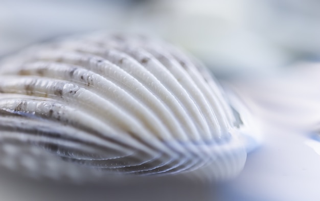 White conch shell on water with reflection