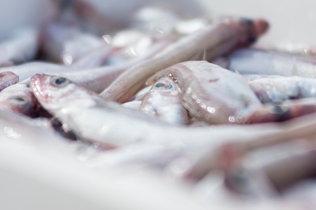 White containers with catch of sea fish, ocean delicacies.
fresh fish for auction.