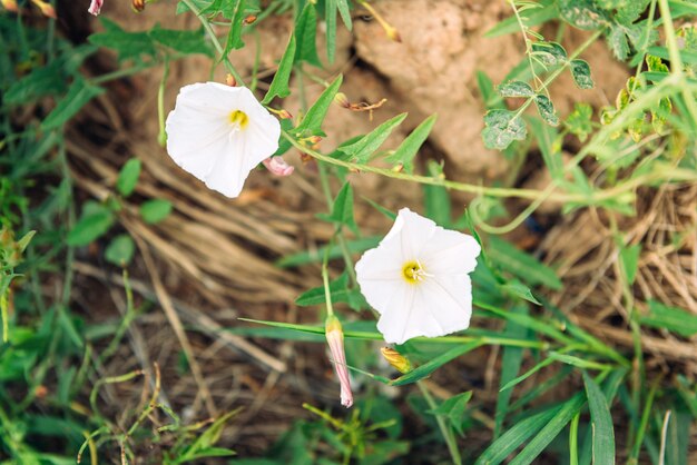 White convolvulus arvensis (Field bindweed) in the summertime. Field flowers