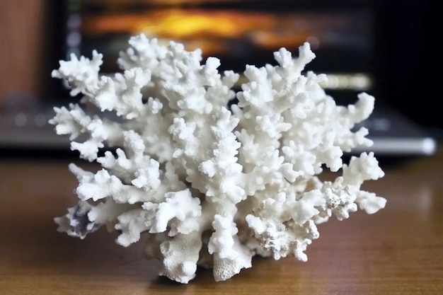 White coral in the interior.