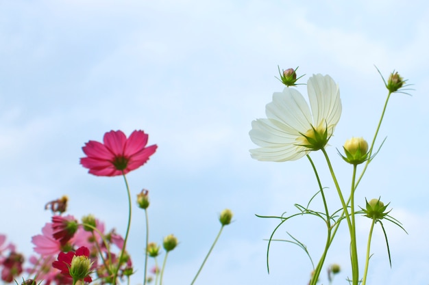 白いコスモスの花が青空に