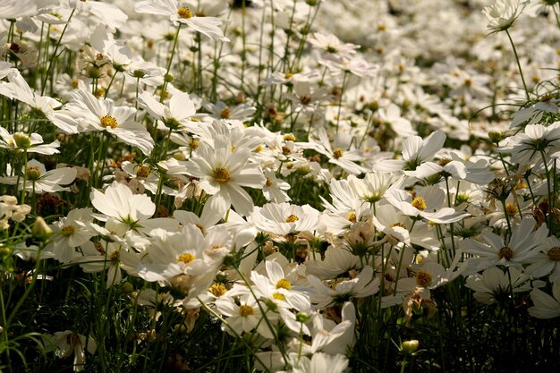 庭の白いコスモスの花畑