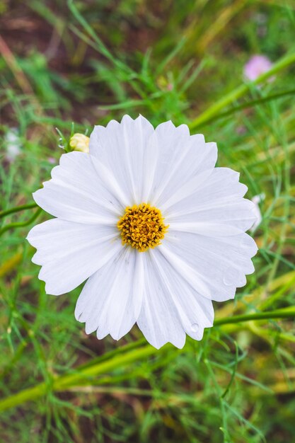 White Cosmos flower in the garden closeup