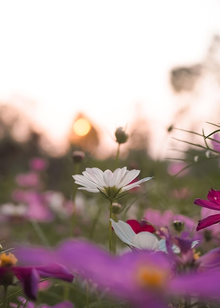 White cosmos flower in the garden with sunset time