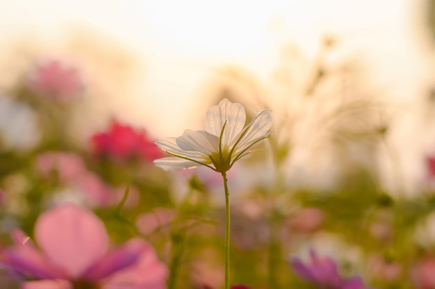 日没時間のある庭の白いコスモスの花