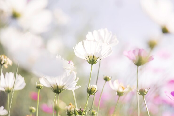 정원에서 흰 코스모스 꽃