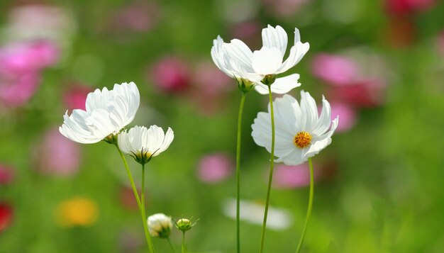 白いコスモスの花