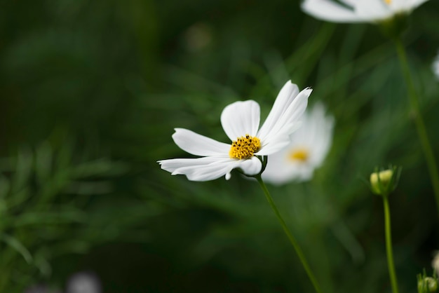 White cosmos flower 