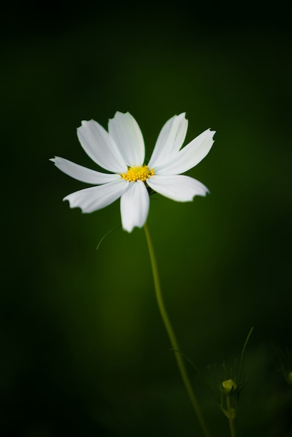 白いコスモスの花