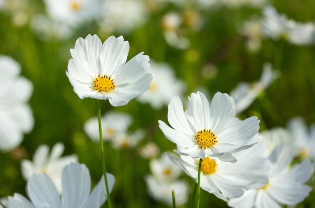 Photo white cosmos flowers in the garden