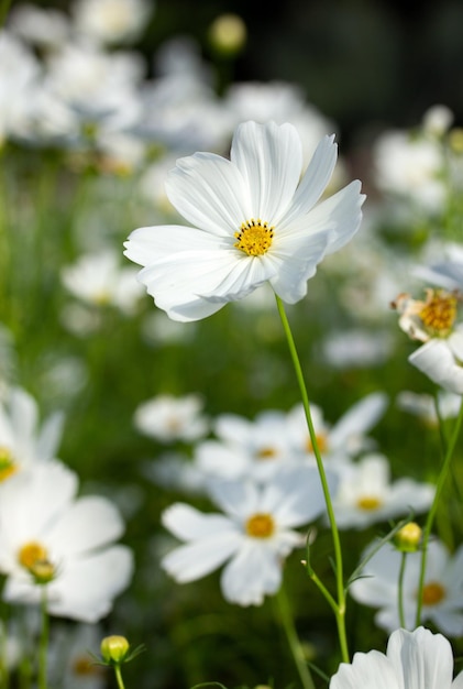 Photo white cosmos flowers in the garden