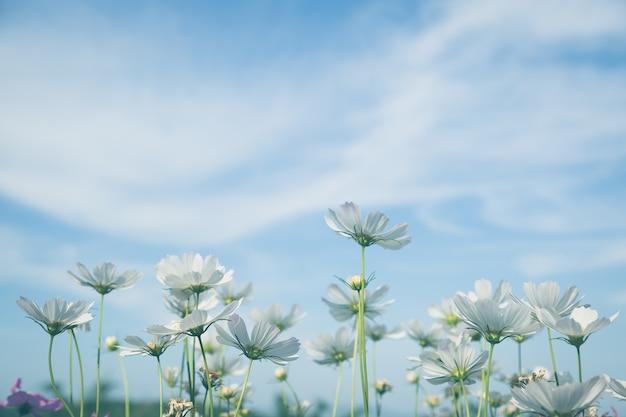 白いコスモスの花、青空のヴィンテージトーンの背景