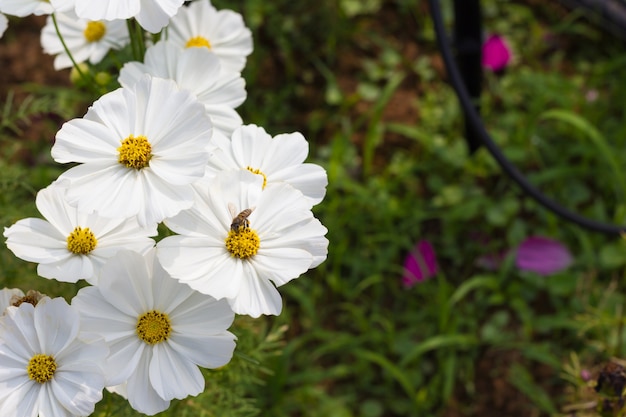 White Cosmos.