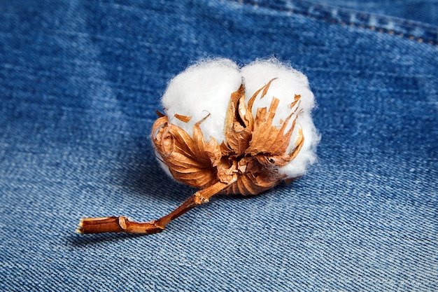 Foto fiore di cotone bianco su blue jeans