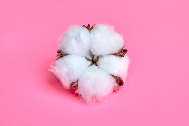 Photo white cotton flower on pink background