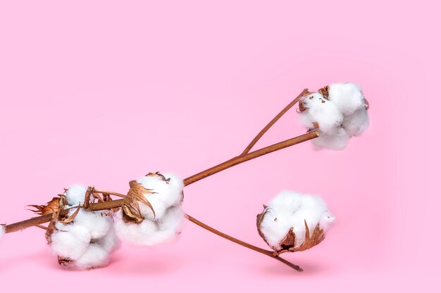 White Cotton flowers branch isolated on pink