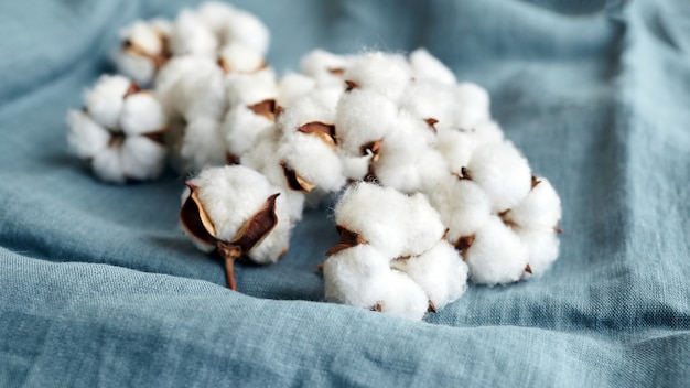 Photo white cotton flowers on turquoise blue fabric