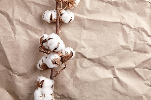 White cotton plant flowers on crumpled craft paper texture background top view