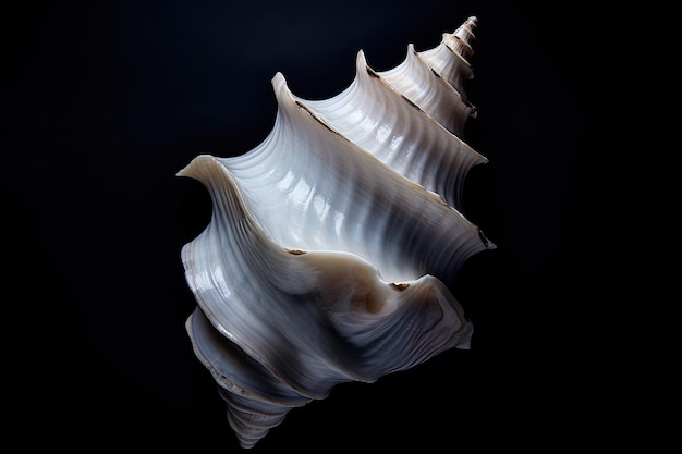 Photo white counch shell on dark background