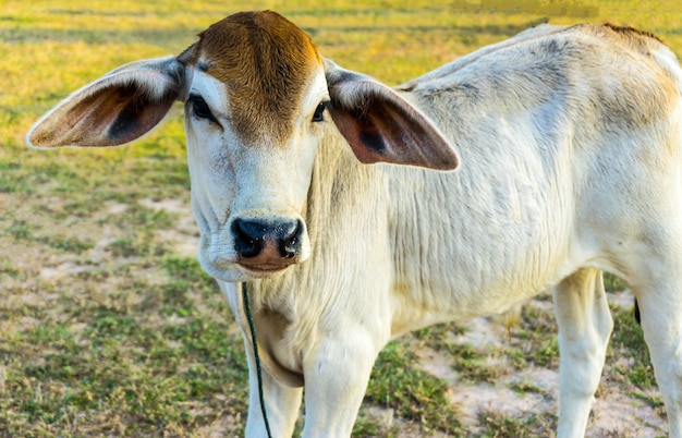 Photo the white cow calf on the field.