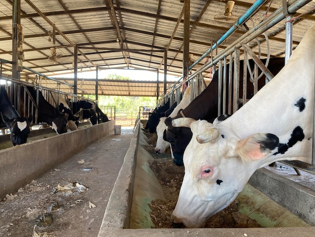 Photo white cow eating, small household cattle farm.