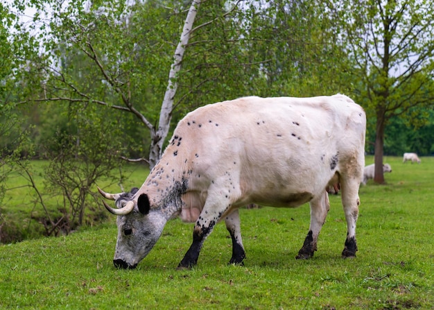 A white cow grazes on a green meadow with fresh lush grass A cow grazes in the countryside outdoors