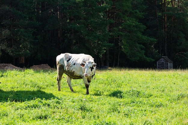 White cow grazes in the meadow