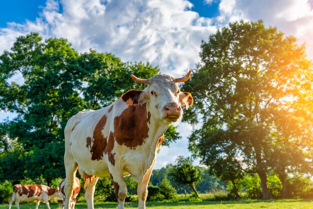 white cow grazing in the green meadows of the Pyrenees Mountains in Spain