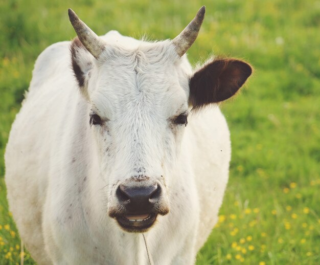 White cow on green grass