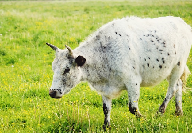 White cow on green grass