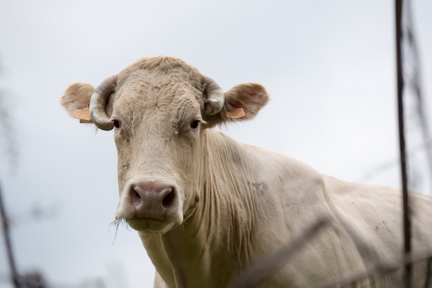 White cow in a meadow