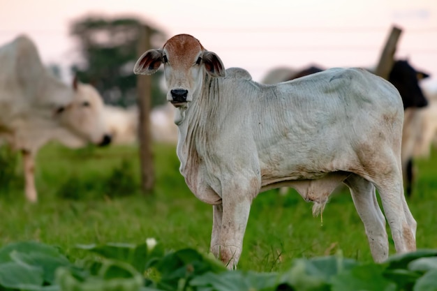 White cow raised on a farm in a pasture area