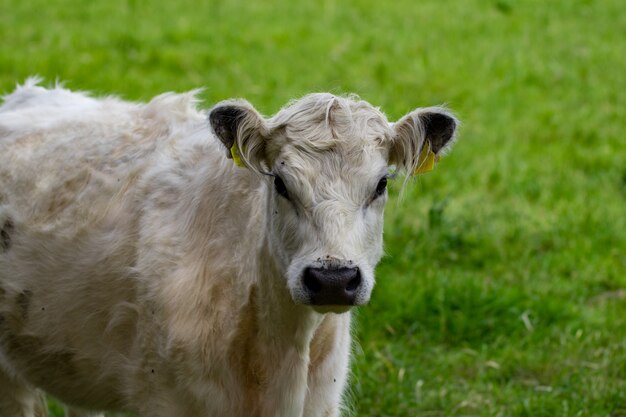 White cow standing in a field and looks into the camera.