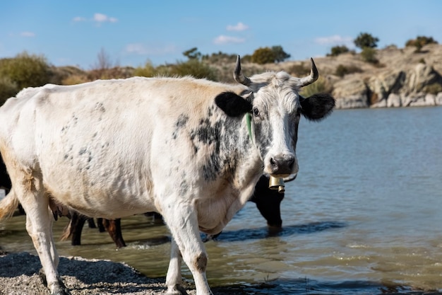 White cow walking on the lake or river to avoid heat stress