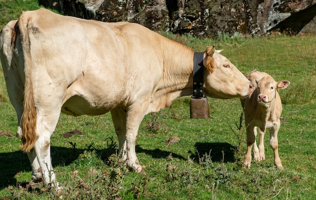 White cow with cowbell and calf.