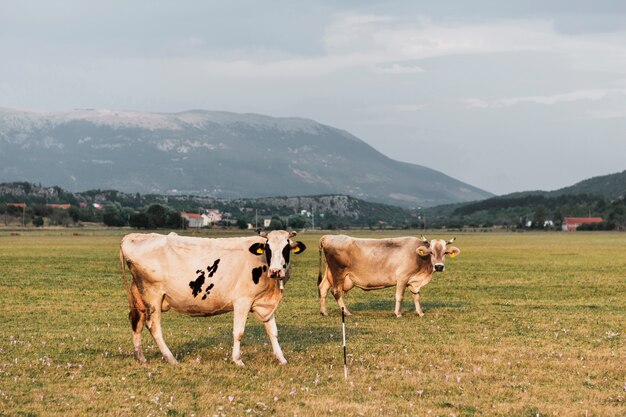 White cows looking at the camera