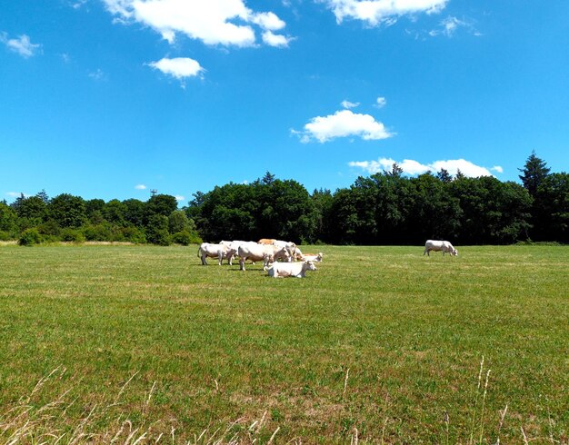 White cows on a meadow in summer with copyspace and trees and blue sky in the background