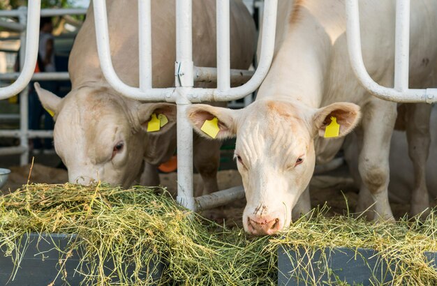 White cows in a stable eating organic hay at dairy farm. Agriculture industry farming concept