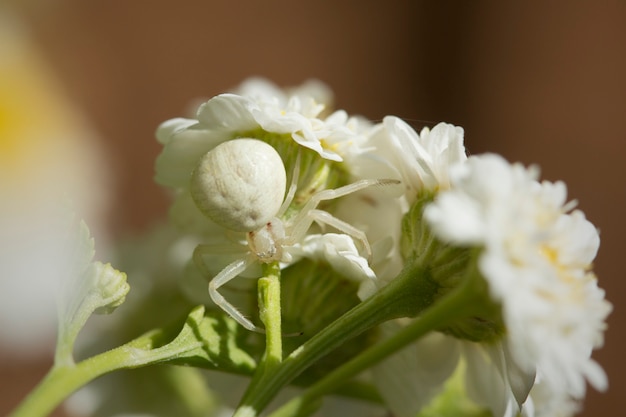 Ragno di giardino bianco del granchio su feverfew blossoms