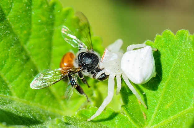 Белый крабовый паук имеет почти полупрозрачную голову и ноги, ловит пчел и ест