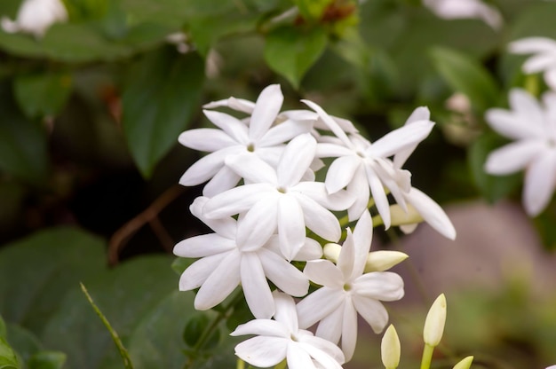 White crepe Jasmine flowers Tabernaemontana divaricata shallow focus