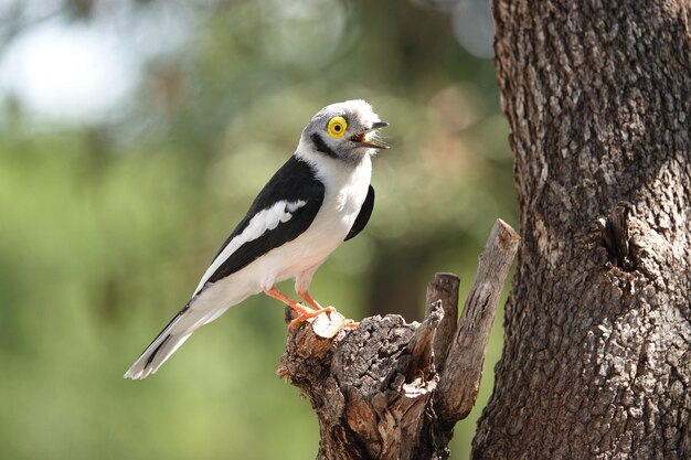 White-crested helmetshrike