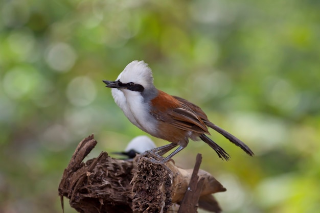 タイの鳥、白く笑った笑い声