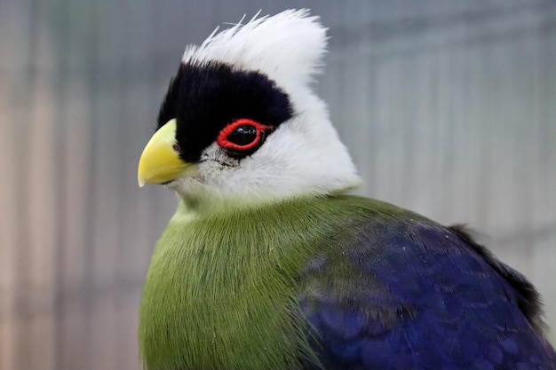 Photo white crested turaco close-up