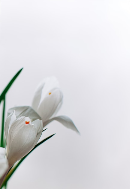 White crocus flowers on white background