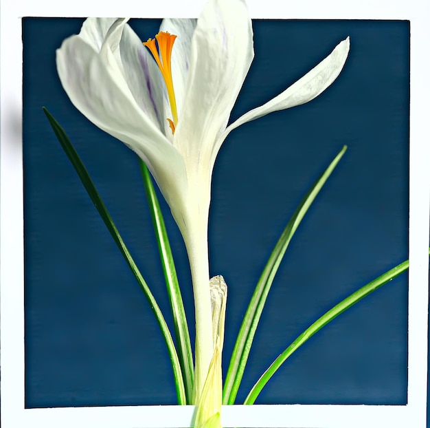 白いクロッカスフレーム/春の花、抽象的な背景