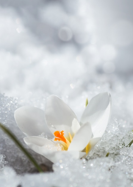 White crocus in snow in spring. first flowers in spring. Beautiful white flower in sun.