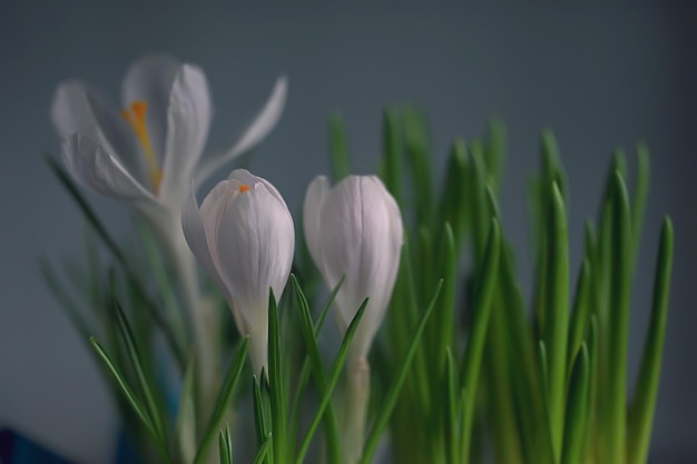 白いクロッカスの春の花、春の抽象的な背景、自然の概念